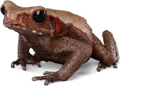 (more than 450,000 copies sold and translated into 23 languages) provides the 21 most effective methods for conquering procrastination and accomplishing more. Eat That Frog - a book review - Lisa Call