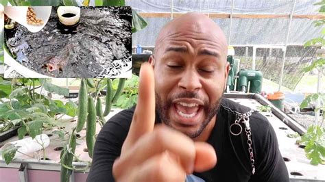 The youngs start to grow feathers from eighth or tenth day of their life and they stay with the mother for about 21 days. HOW LONG CAN FISH GO WITHOUT FOOD | AQUAPONICS - YouTube