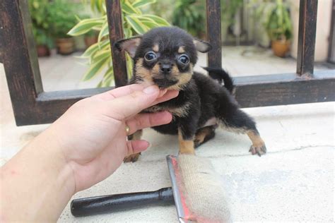 We did not find results for: LovelyPuppy: 20131026 Long Coat Black Tan ChiHuaHua Puppy