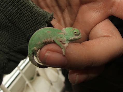 Chameleons are, and always will be, captive wildlife. Veiled Chameleon Facts, Habitat, Diet, Baby, Pet Care ...