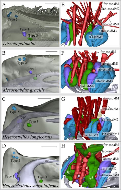 Learning the muscular system often involves memorizing details about each muscle, like where a muscle attaches to bones and how a muscle helps move a joint. Mandible form, gland openings and anatomical microstructure of the... | Download Scientific Diagram