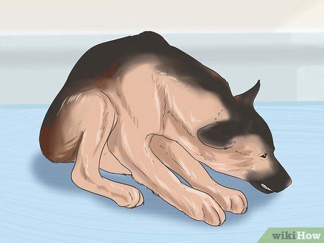 Symptoms of skin cancer in dogs. How to Know If Your Dog Has Cancer: 11 Steps (with Pictures)