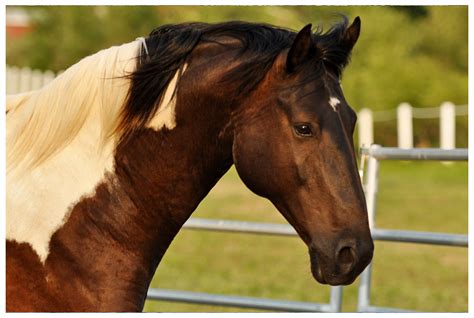 You can feel a bean through the wall of the sheath as a hard mass at the tip of the penis. Sheath Cleaning | Elite Equine