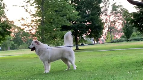 Die französische bulldogge zählt zu den beliebtesten hunderassen. Max wants to meet other Dog - YouTube