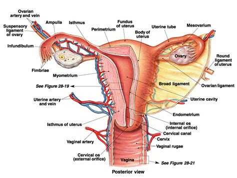 Find more on the female reproductive organs, the menstrual cycle, and more. Female Reproductive System