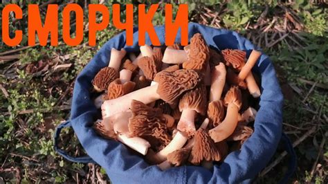 СМОРЧКИ /Morel mushroom /гъба Смръчкула - YouTube