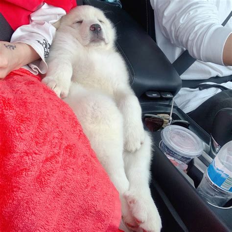 Puppies for sale (greenwich) pic hide this posting restore restore this posting. Great Pyrenees Puppies For Sale | Buffalo, NY #330135