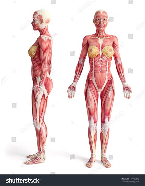 Female back side body parts name. Anatomy Muscular System Front Side View Stock Illustration ...