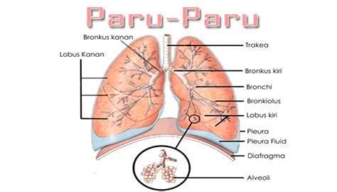 Selain itu, kulit juga berfungsi untuk melindungi jaringan di bawahnya dari kerusakan fisik akibat gesekan, penyinaran, kuman, dan zat kimia berbahaya. Fungsi Paru - Paru, Struktur, Bagian, Dan Pengertiannya ...