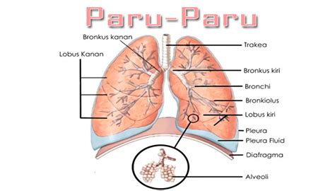 We did not find results for: Fungsi Paru - Paru, Struktur, Bagian, Dan Pengertiannya ...