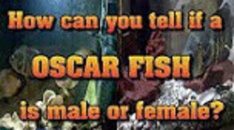 Fish finders greatly improve your chances of catching fish, but unfortunately they don't always work correctly. HOW DO YOU KNOW IF OSCAR FISH IS MALE OR FEMALE