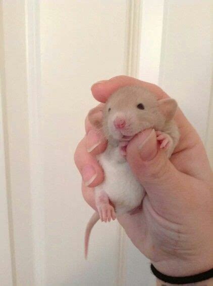 Pet rats are smart, friendly, and amazingly clean. Baby Dumbo Rat | Pet rats, Baby rats, Cute rats