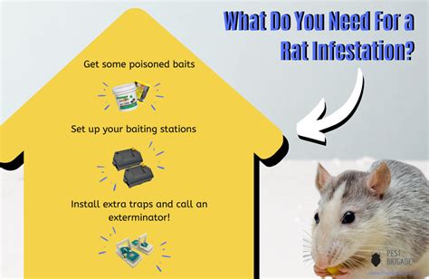 Domyown's selection of mice control products will help you eliminate. How to Get Rid of Rats and Mice - Pest Brigade