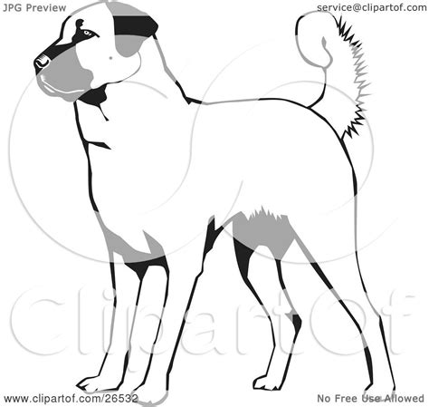 443x602 black and white drawings of dogs 878x878 border collie coloring pages black and white drawing for coloring Clipart Illustration of an Alert Anatolian Shepherd Dog ...