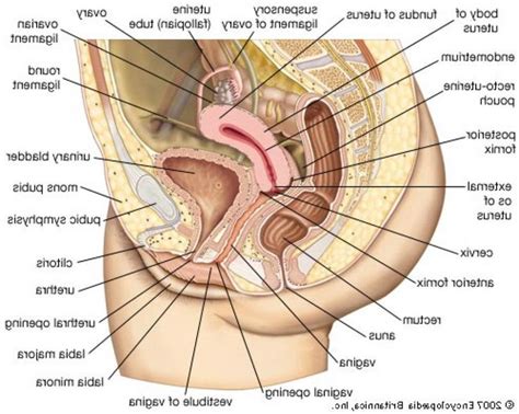 Female internal organs reproductive system with nervous system and urinary bladder anatomy. medical anatomy of the female reproductive system - Google ...