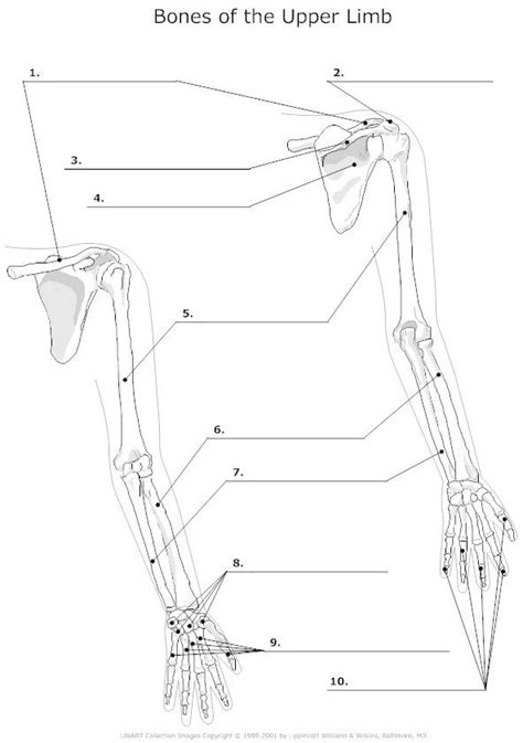 Resource site for teachers and students of anatomy and physiology. Bones of the Upper Limb Unlabeled | Anatomy and Physiology ...