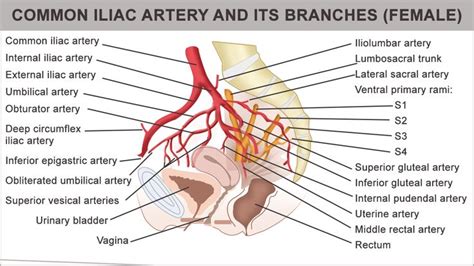 The exact arrangement of branches of the internal iliac artery is variable. Anatomy and Function of the Common Iliac Artery With ...