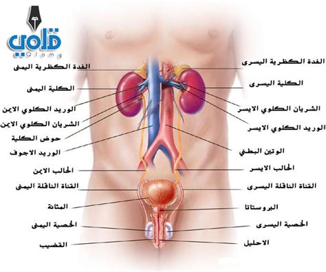 3 شرائح من نبات الزنجبيل الطازج بدون تقشيره. علاج البرد في الذكر بالأعشاب / Ø¹Ù„Ø§Ø¬ Ø§Ù„Ø¨Ø±Ø¯ Ù ÙŠ Ø ...