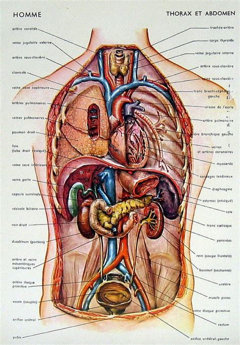 Torso diagram human anatomy ✅. Everest Academy: Sept. 18 - Dec. 11, Hanceville ...