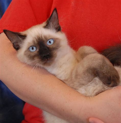 Finalize the adoption process either at a petsmart near you or at your local shelter. Aladdin, an adorable Siamese kitten for adoption. What are ...