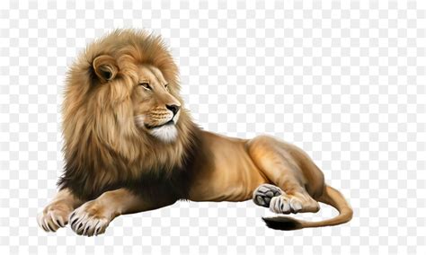 Watch as much as you want, any time you want. Lion, Studio Denregistrement, La Photographie PNG - Lion ...