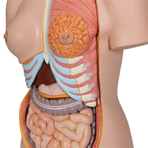 About 29% of these are medical science. Human Torso Model | Life-Size Torso Model | Anatomical ...