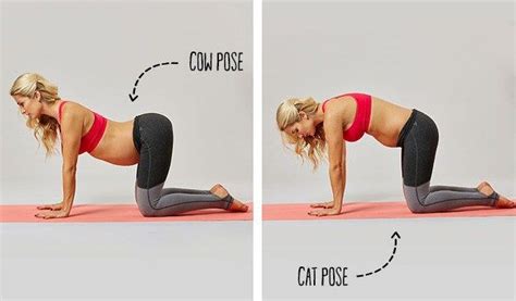If you're experiencing back pain, you'll want to rock between these two poses. Cat And Cow Pose Yoga Pregnancy : Https Encrypted Tbn0 ...