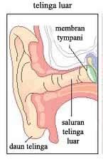 We did not find results for: BLOG BIOLOGI B 2011: ALAT INDRA PADA MANUSIA