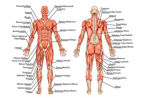 Du kannst die übung auf einer trainingsbank oder dem boden ausführen. 11 effektive Übungen mit denen Du Deinen Rücken trainieren ...