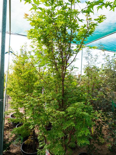 Grand fir can grow 3 feet a year and matures to heights of more than 200 feet in u.s. Coral Bark Japanese Maple - Bold Outdoors | Japanese ...