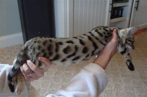 I focus on producing bengals that are healthy with good temperament, having puffy whisker pads with. TICA Registered Bengal Kitten for Sale in Savannah ...