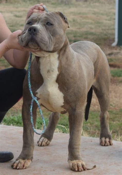 We produce high quality puppies by selectively breeding dogs from high quality bloodlines, pitbulls and american bullies who carry those genetic traits that are desired. XL AMERICAN BULLY PUPPIES FOR SALE Archives - Mugleston ...