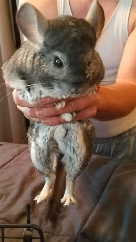 View gumtree free classified ads for chinchilla for sale in singapore and more. Chinchilla Rodents For Sale | BRECKNRDG HLS, MO #305635