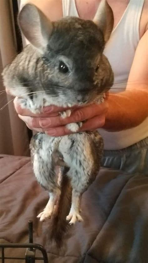 Chinchillas and custom products available for sale by show breeder. Chinchilla Rodents For Sale | BRECKNRDG HLS, MO #305635