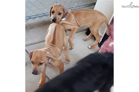 Check out our new owner community and photos. Rhodesian Ridgeback puppy for sale near San Diego, California. | cba0818c-c0e1