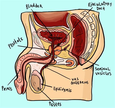 Despite the upper part is referred as a sign of alpha male, you will be surprised when you see what researchers at western illinois university found after conducted a study where they asked several women to rate the sexiest muscles on a man. Penis Anatomy ~ Best Erectile Dysfunction Pills Reviews