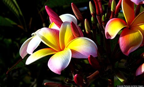 Browse and download the most beautiful flower pictures. Hawaii's Flowers Are As Intricate And Alluring As Their ...