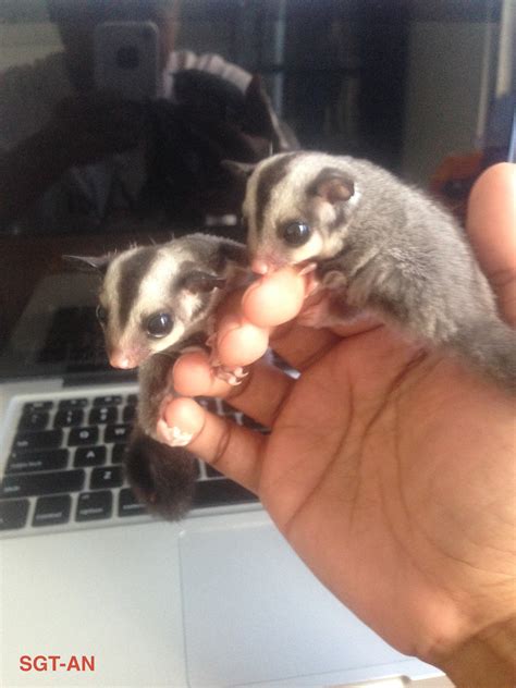 Makanan sugar glider yang paling populer dan sering diberikan kepada hewan menggemaskan ini adalah pisang. Jual 2 Sugar Glider Joey Jantan - Srigati Sugar Glider