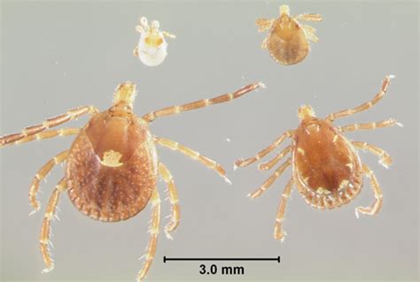 Deer tick nymphs are very small, about the size of a poppy seed, and can be difficult to see. dog: brown dog tick nymph