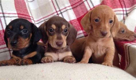 There are no other oral or implied guarantees not contained in this agreement and are hereby excluded. Rescue Dachshund Puppies For Sale | petswithlove.us