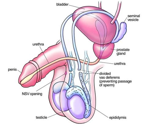 The following is an overview of the male reproductive anatomy: Vasectomy Information: Male Reproductive Diagram ...