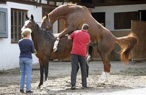 Der tierarzt wird in der zeit in der sie ihre stute decken lassen möchten häufig bei ihnen vorbeischauen. Hengst Paarung Fotos | IMAGO