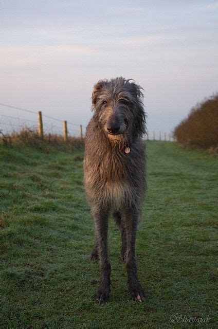 Find scottish deerhound puppies for sale with pictures from reputable scottish deerhound breeders. Idea by Cynthia Abramson on Drawing | Scottish deerhound ...