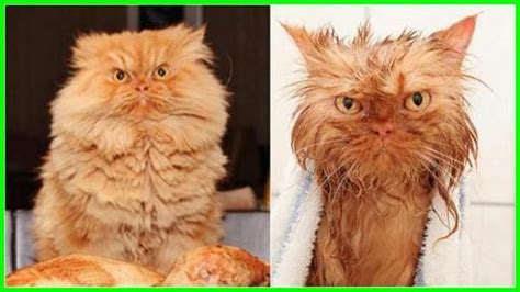 When you use a browser like chrome it saves some information from websites in its cache and cookies. Gambar Kucing Eek - Koleksi Gambar HD