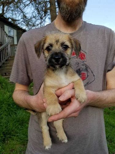 There aren't enough homes in the u.s. Timon Cairn Terrier Baby - Adoption, Rescue for Sale in ...