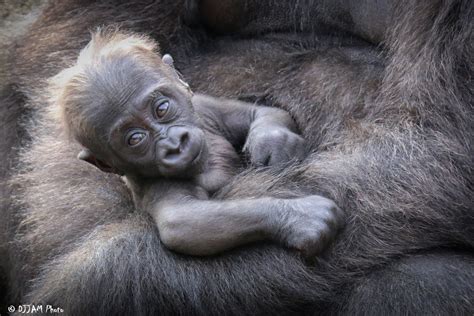 Cincinnati zoo & botanical garden®. Decades of Dedication - Cincinnati Zoo Gorillas ...