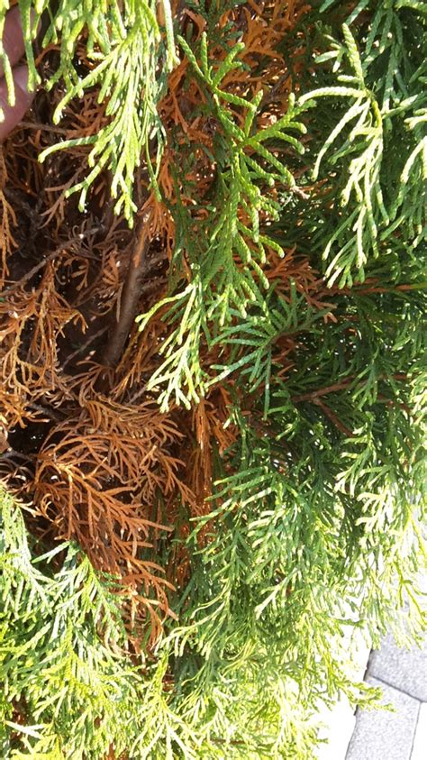 Zeigen die sträucher im eigenen garten daher die folgenden symptome, dann könnte es sich um einen mangel an magnesium handeln: Thuja Smaragd werden von innen braun - was können die ...