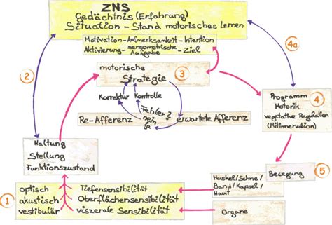 Sie reagieren auch auf feine berührung und druck. Warum Wackelbretter deine Ausdauer- und Maximalkraft ...