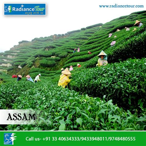 A ride to one of the most beautiful tea garden of assam namely corramore tea estate, which is located near bhutan border of. Assam‬ ‪#‎Tea‬ ‪#‎Garden‬... | Tea garden, Tea estate, Sylhet