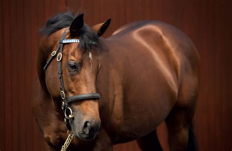 He won two group one races: Teofilo colt shines at NZB Premier Sale | Europe